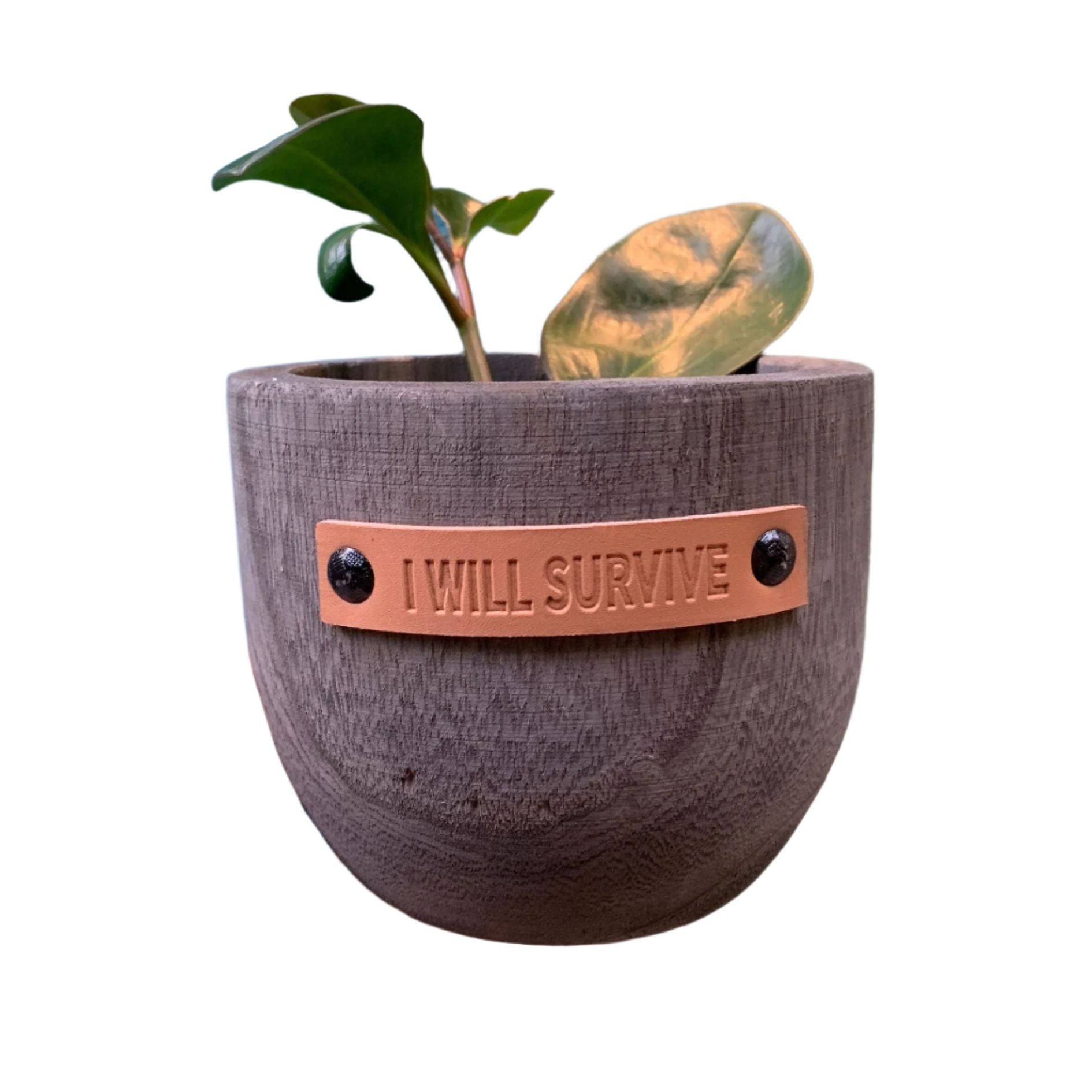 i will survive plant pot I Will Survive Paulownia Wood Planter
