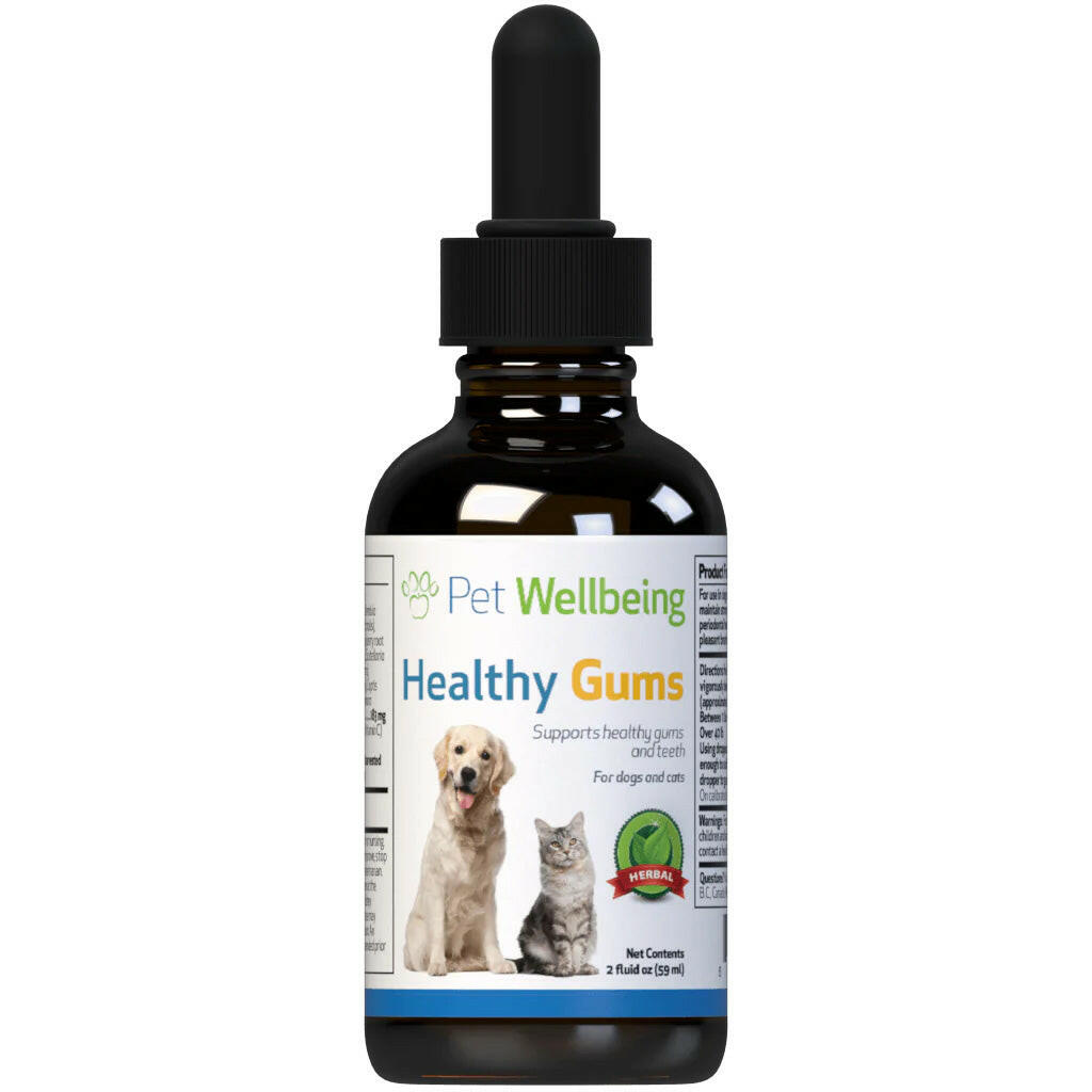 Healthy Gums for Canine Periodontal Health