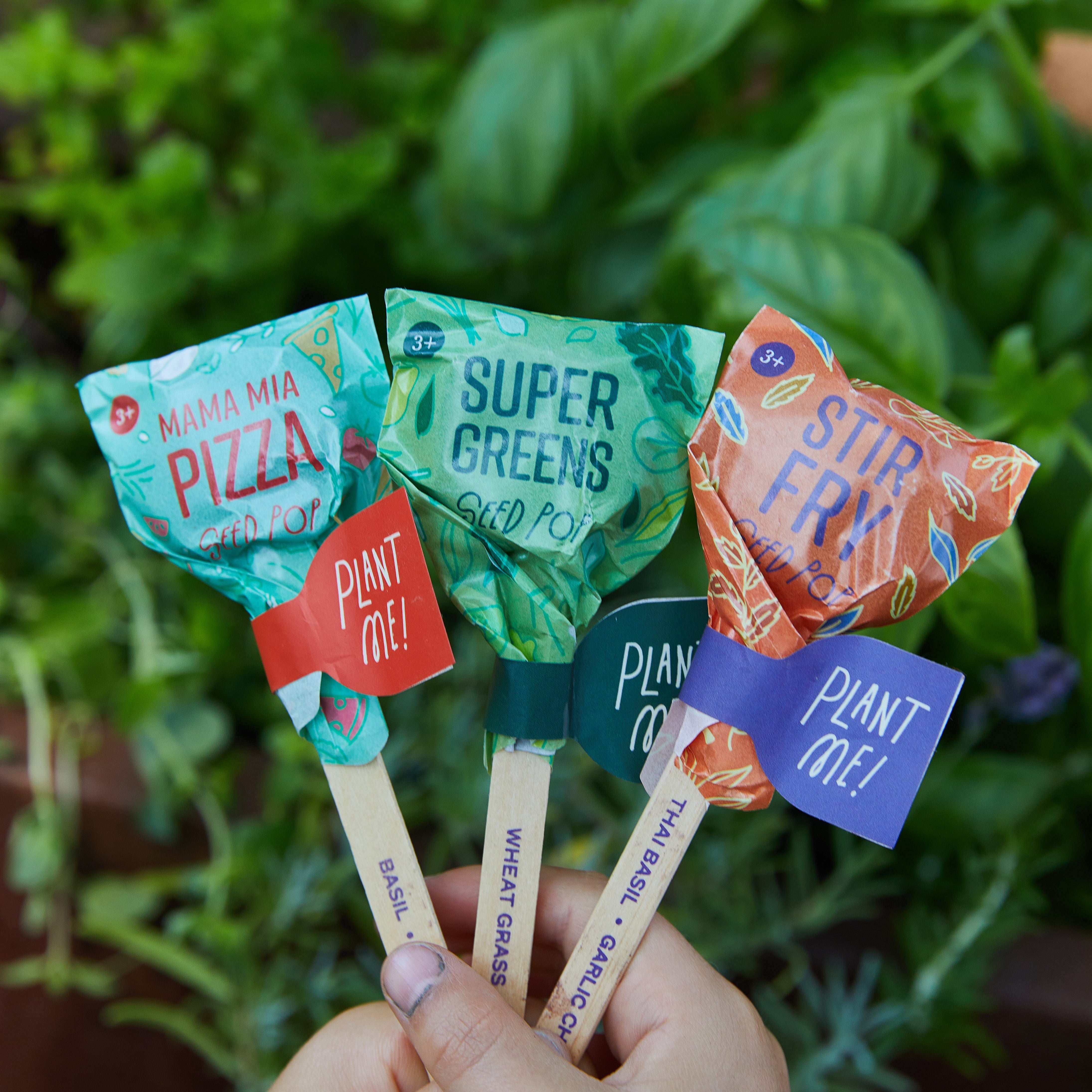 Seed Lollipop - Culinary