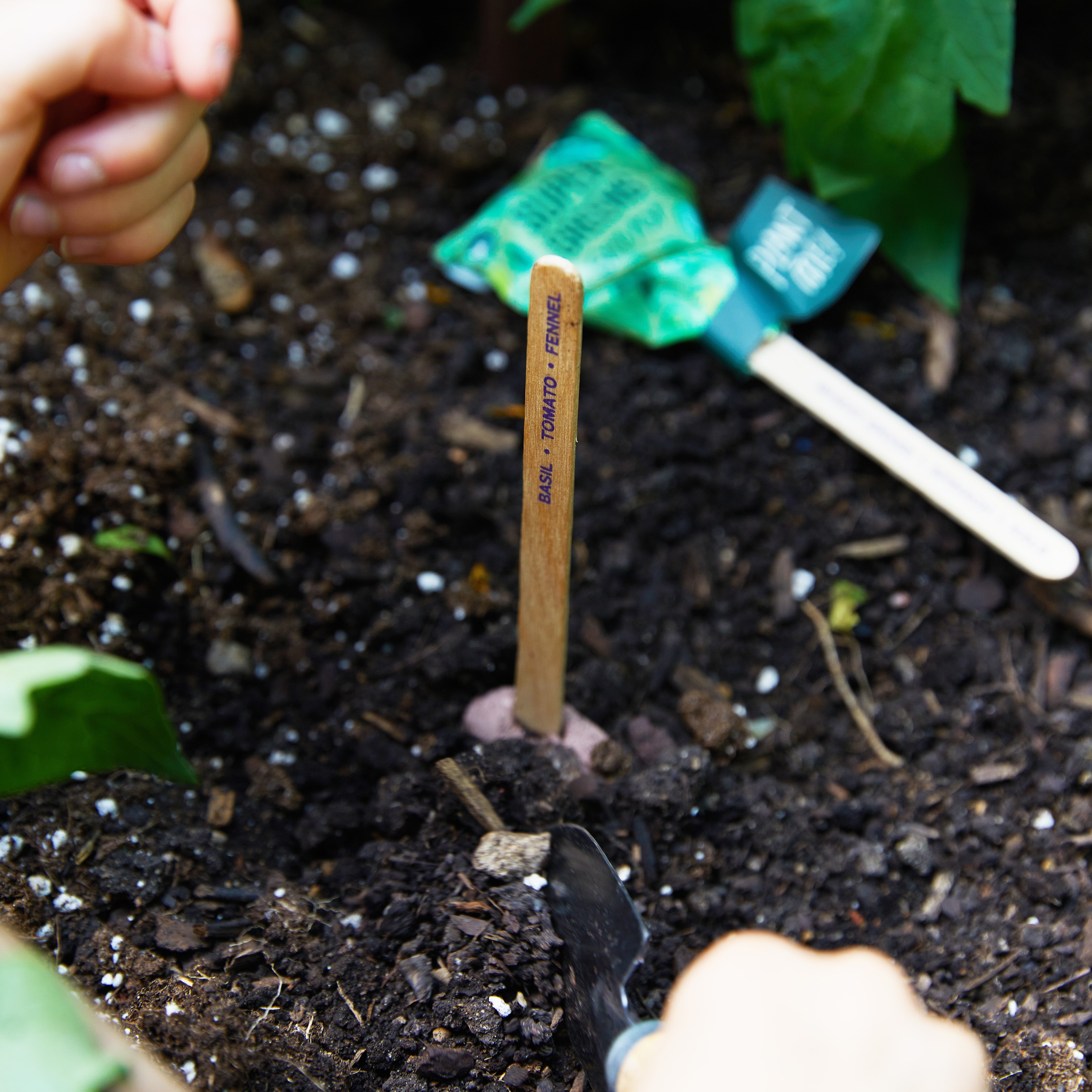 Seed Lollipop - Culinary